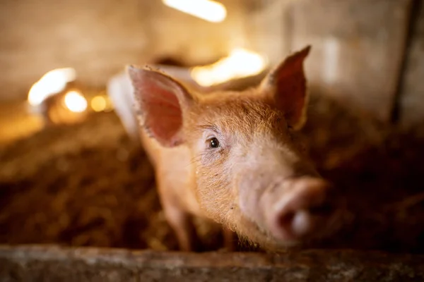 Nahaufnahme Von Niedlichen Kleinen Ferkeln Schweinestall — Stockfoto