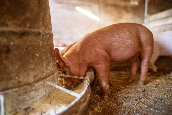 Primer Plano Lindo Pequeño Lechón Comiendo Pocilga — Foto de Stock