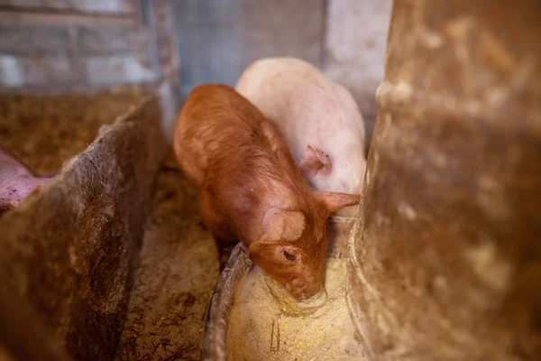 Primer Plano Lindos Lechones Pequeños Comiendo Pocilga —  Fotos de Stock