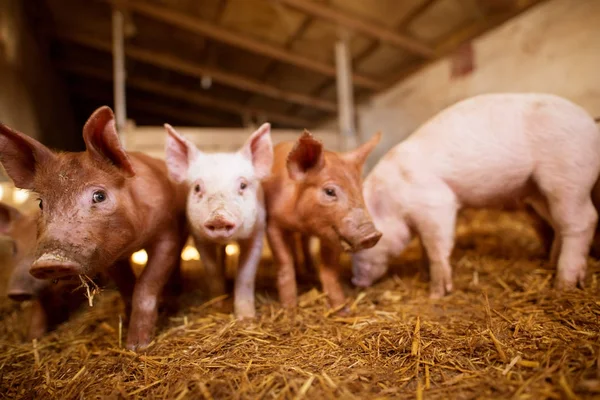 Крупним Планом Милих Дрібних Поросят Їдять Свинки — стокове фото