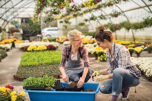 Deux Belles Jeunes Jardinières Professionnelles Travaillant Dans Une Serre Moderne — Photo