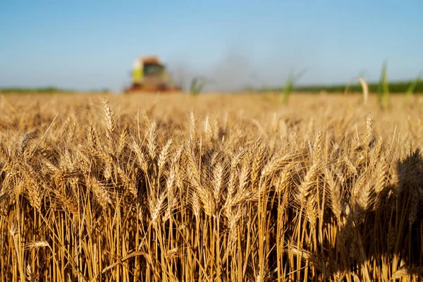 Mähdrescher Bei Der Arbeit Weizenfeld — Stockfoto