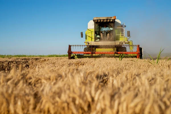 Mähdrescher Bei Der Arbeit Weizenfeld — Stockfoto