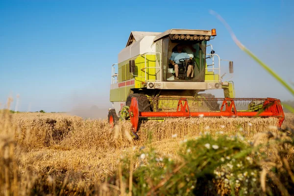 Combinar Máquina Colheitadeira Trabalhando Campo Trigo — Fotografia de Stock