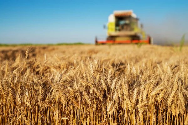 Комбайновая Машина Работающая Пшеничном Поле — стоковое фото