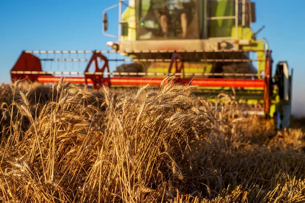 Mähdrescher Bei Der Arbeit Weizenfeld — Stockfoto