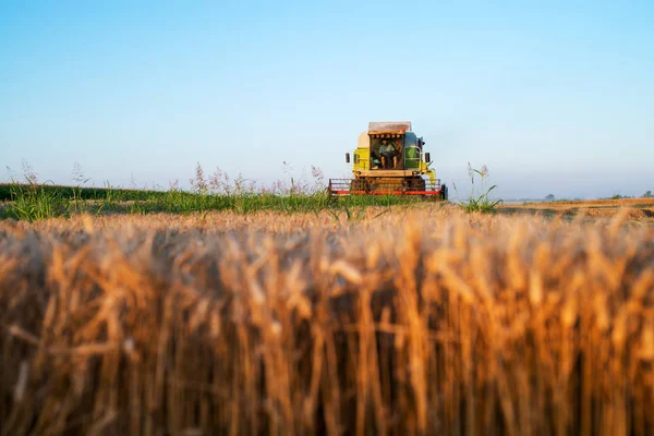 Össze Harvester Gép Búza Területen Dolgozó — Stock Fotó