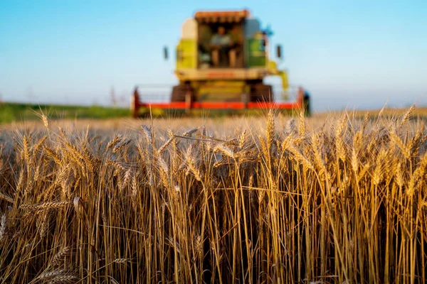 Комбайн Працює Пшеничному Полі — стокове фото