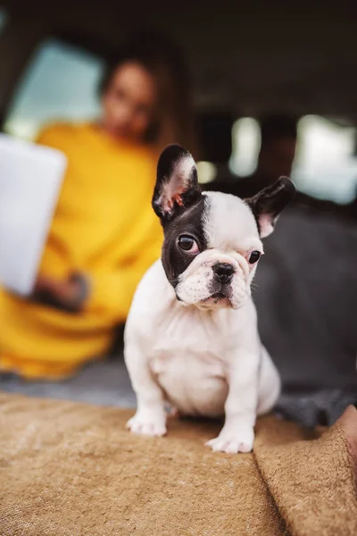 Όμορφη Χαριτωμένο Μικρό Σκυλί Ενάντια Θολή Άποψη Νεαρή Γυναίκα Κάθεται — Φωτογραφία Αρχείου