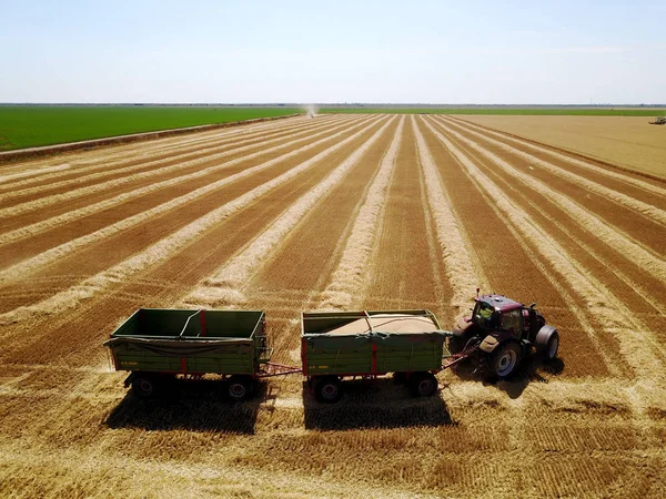 Traktor Mit Zwei Anhängern Arbeitet Einem Sonnigen Tag Weizenfeld — Stockfoto