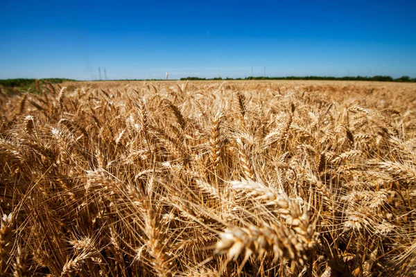 Agrarlandschaft Mit Reifenden Ähren Aus Goldenem Weizenfeld Und Blauem Himmel — Stockfoto