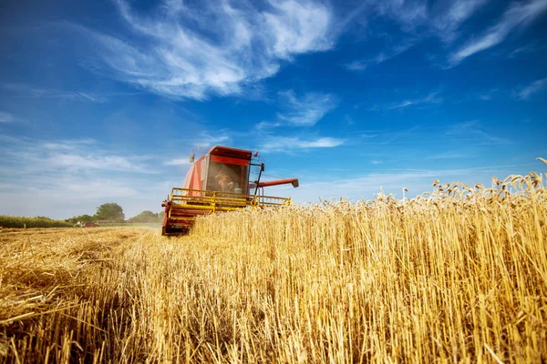 Mähdrescher Bei Der Arbeit Weizenfeld — Stockfoto