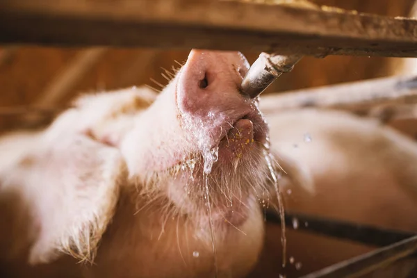 돼지 식용 수 — 스톡 사진