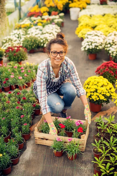 Krásné Mladé Ženské Profesionální Zahradník Výsadbu Květin Moderní Skleník — Stock fotografie