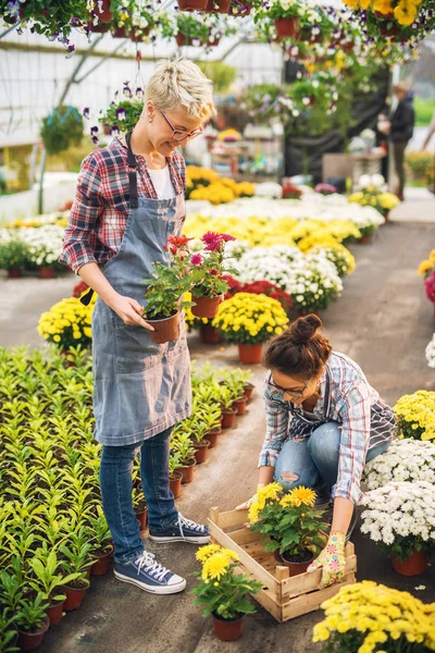Dos Hermosas Jóvenes Jardineras Profesionales Trabajando Invernadero Moderno — Foto de Stock