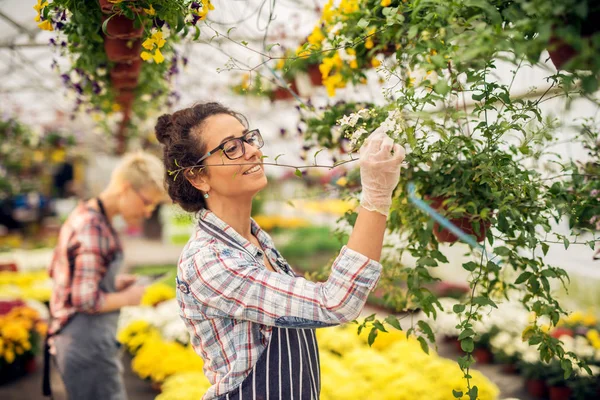 Hermosa Joven Jardinero Profesional Femenino Posando Invernadero Moderno —  Fotos de Stock