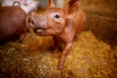 closeup of cute small piglet in pigsty