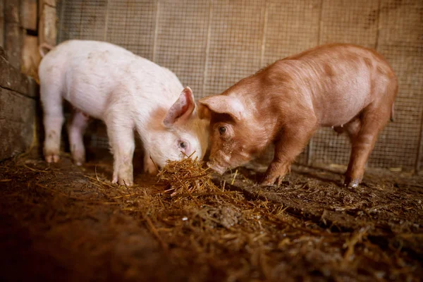 Nahaufnahme Von Niedlichen Kleinen Ferkeln Die Schweinestall Essen — Stockfoto