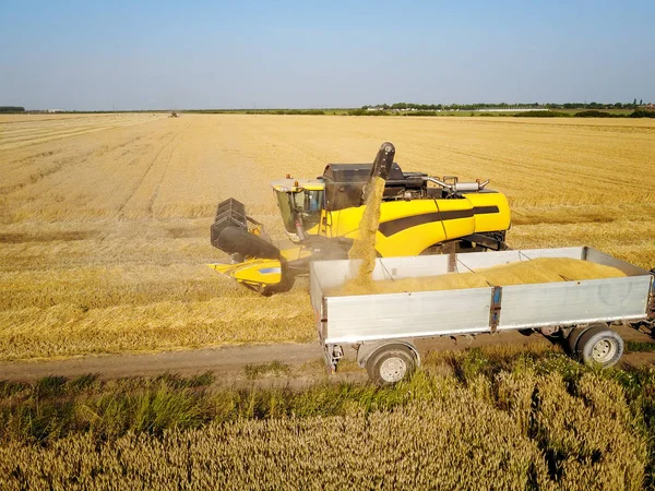 Комбайны Работающие Пшеничном Поле Вид Воздуха — стоковое фото