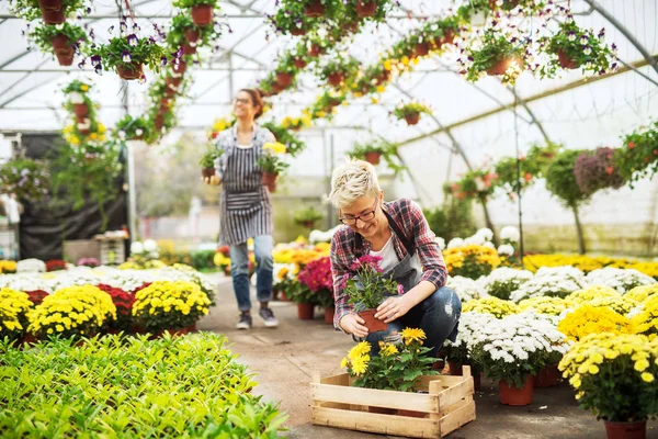 Дві Красивих Молодих Жіночих Професійних Садівників Працюють Сучасній Теплиці — стокове фото