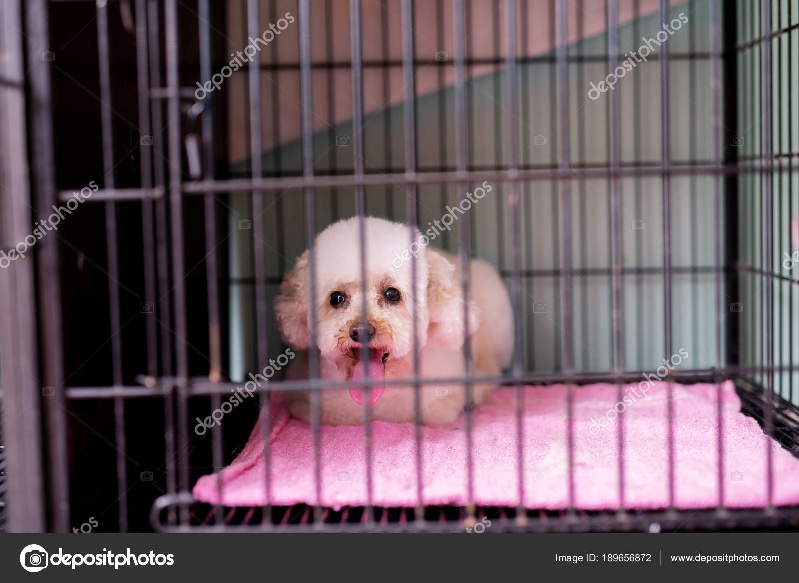 Trauriger Weißer Hund Sitzt Käfig Und Wartet Auf Neuen Besitzer