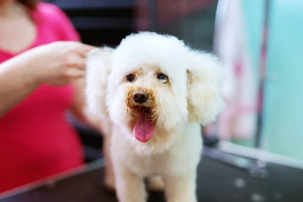 Weißer Kleiner Süßer Hund Wird Von Friseurin Getrimmt — Stockfoto