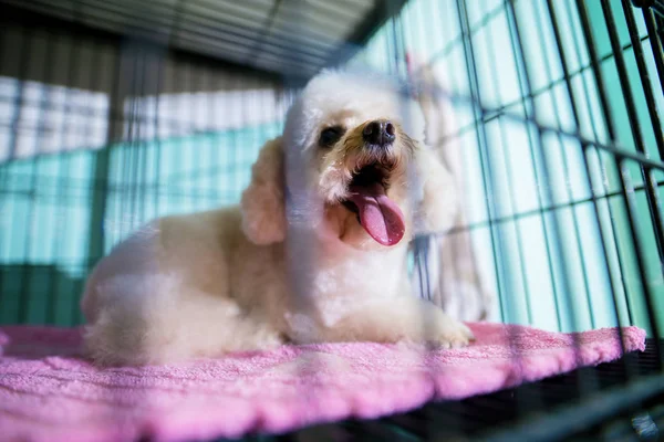 Sad White Dog Sitting Cage Awaiting New Owner Adopt Him — Stock Photo, Image