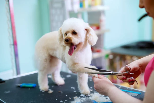 White Little Cute Dog Being Trimmed Female Hairdresser — Stock Photo, Image