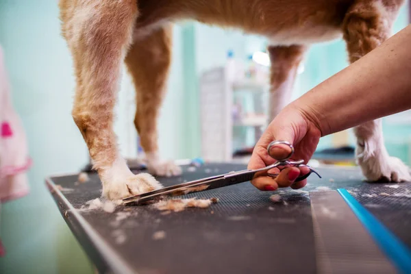 Schattige Hond Wordt Bijgesneden Door Vrouwelijke Kapper — Stockfoto