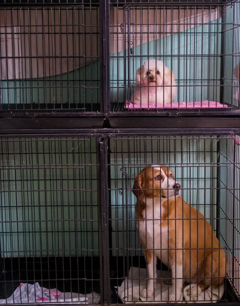 Cute Dogs Sitting Cages Stacked Each Other — Stock Photo, Image