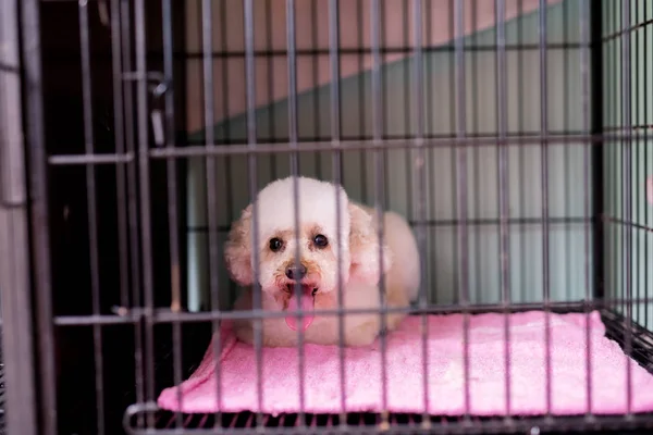 Sad White Dog Sitting Cage Awaiting New Owner Adopt Him — Stock Photo, Image