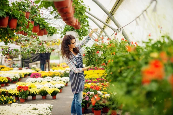 Szép Fiatal Női Profi Kertész Dolgozó Modern Üvegházhatású — Stock Fotó