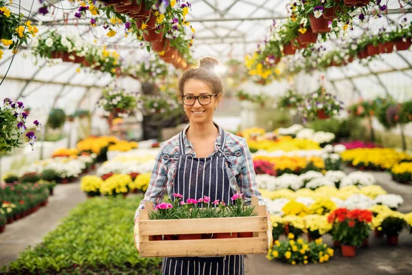 Mooie Jonge Vrouwelijke Professionele Tuinman Werken Moderne Serre Holding Doos — Stockfoto