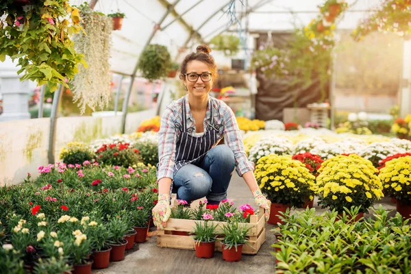 Hermosa Joven Jardinero Profesional Femenino Que Trabaja Invernadero Moderno Caja — Foto de Stock