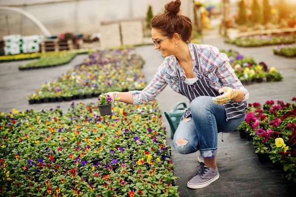 Bella Giovane Giardiniere Femminile Professionale Piantare Fiori Serra Moderna — Foto Stock