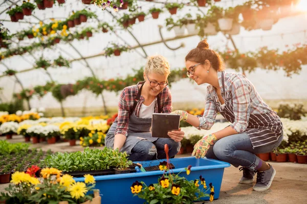 Deux Belles Jeunes Jardinières Professionnelles Travaillant Avec Tablette Dans Serre — Photo