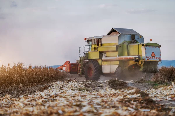 Pemandangan Samping Pemanen Ladang Jagung Memanen Musim Gugur Konsep Suami — Stok Foto