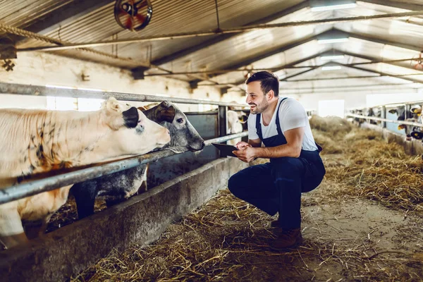Handsome Caucasian Farmer Overall Crouching Next Calf Using Tablet Smiling — Stock Photo, Image