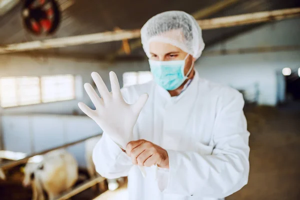 Veterinário Caucasiano Roupas Protetoras Colocando Luvas Borracha Enquanto Estábulo Foco — Fotografia de Stock