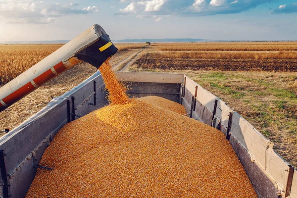 Máquina Para Separar Grãos Milho Que Trabalham Campo Reboque Trator — Fotografia de Stock