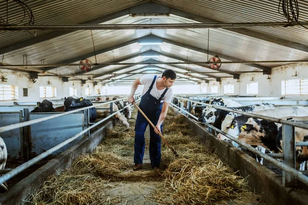 Pleine Longueur Beau Fermier Caucasien Dans Alimentation Globale Des Veaux — Photo