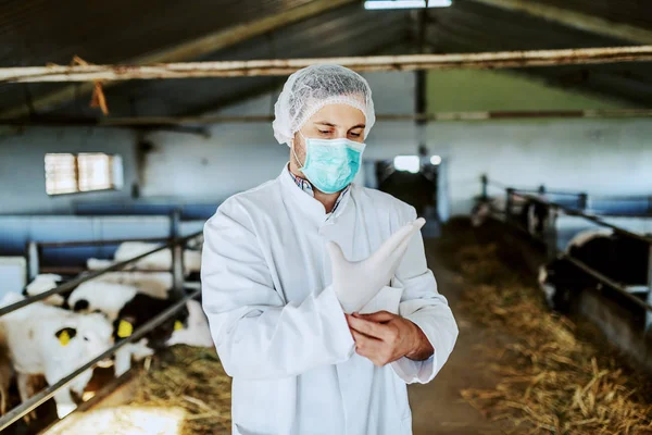 Veterinário Caucasiano Roupas Protetoras Colocando Luvas Borracha Enquanto Estábulo — Fotografia de Stock