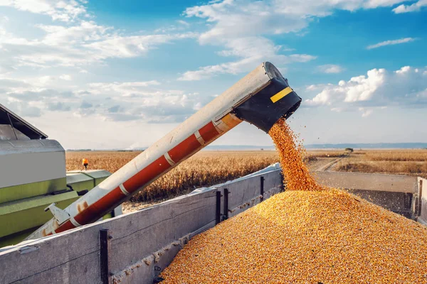 Machine Separating Corn Grains Working Field Filling Tractor Trailer Corn — Stock Photo, Image