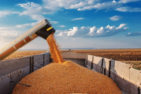 フィールドで作業トウモロコシの穀物を分離し トウモロコシでトラクタートレーラーを充填するためのマシン 秋の時間だ夫の概念 — ストック写真