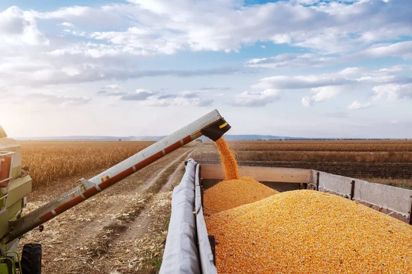 Machine Voor Het Scheiden Van Maïskorrels Werken Het Veld Het — Stockfoto