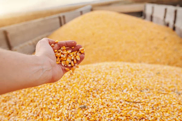 Close Van Mannelijke Hand Houden Rijpe Maïs Hand Herfst Tijd — Stockfoto