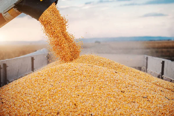 Машина Відділення Зерна Кукурудзи Працює Полі Заповнення Тракторного Причепа Кукурудзою — стокове фото