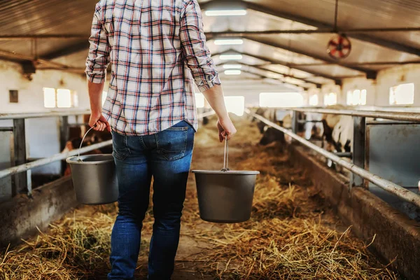 Rear View Hardworking Caucasian Farmer Carrying Buckets Fresh Milk Walking — Stock Photo, Image