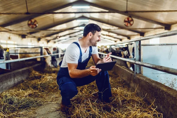 Handsome Caucasian Farmer Overall Crouching Next Calf Using Tablet Smiling — Stock Photo, Image