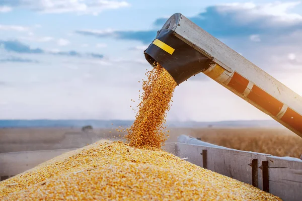 Machine Voor Het Scheiden Van Maïskorrels Werken Het Veld Het — Stockfoto